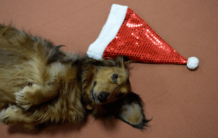 Our Christmas Office dachshund